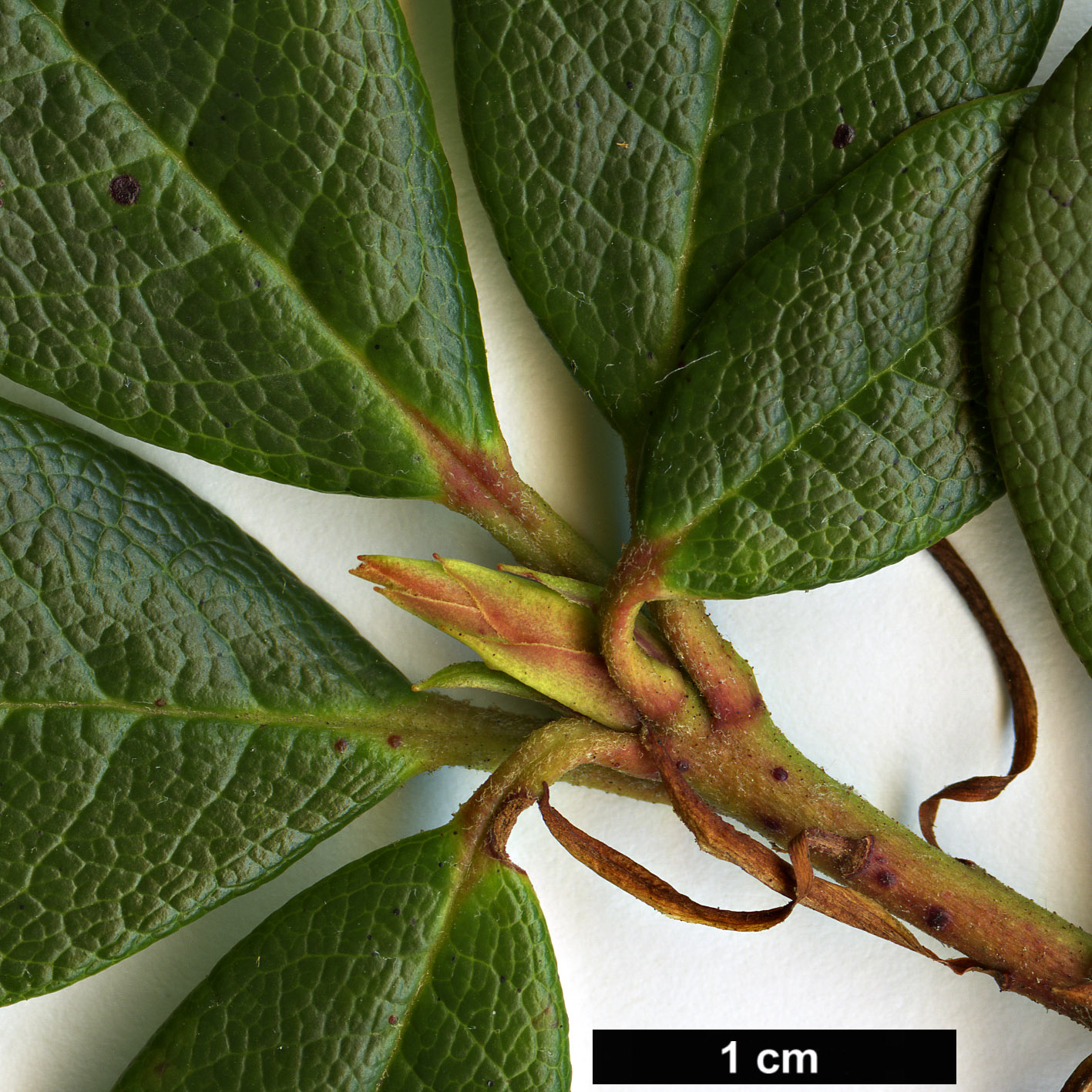 High resolution image: Family: Ericaceae - Genus: Rhododendron - Taxon: chamaethomsonii - SpeciesSub: var. chamaethauma